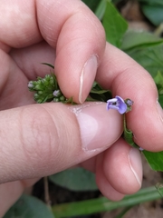 Brunnera sibirica