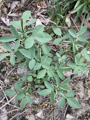 Taenidia integerrima
