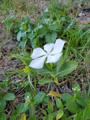 Catharanthus roseus image
