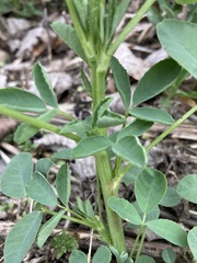 Taenidia integerrima
