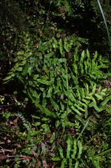 Blechnum minus