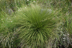 Aciphylla subflabellata