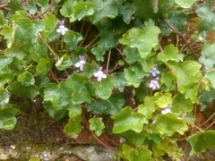 Cymbalaria muralis