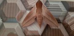 Theretra alecto cretica