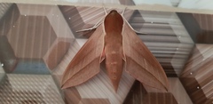 Theretra alecto cretica