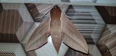Theretra alecto cretica