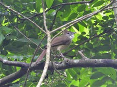 Alophoixus ochraceus