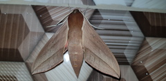 Theretra alecto cretica