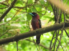 Eurylaimus javanicus