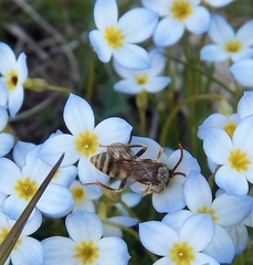Nomada luteoloides