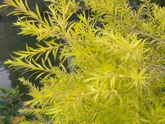 Melaleuca brachyandra