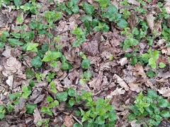 Lamium galeobdolon
