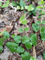 Lamium galeobdolon