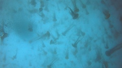 ヤナギクラゲ