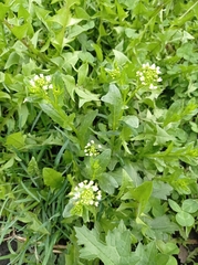 Thlaspi arvense