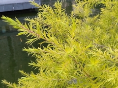 Melaleuca brachyandra