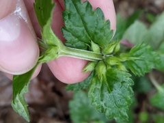 Lamium galeobdolon