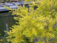 Melaleuca brachyandra