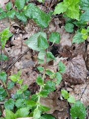 Lamium galeobdolon