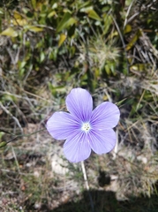 Linum narbonense