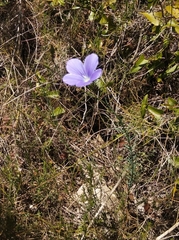 Linum narbonense
