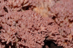 Ramaria versatilis