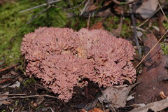 Ramaria versatilis
