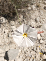 Convolvulus lanuginosus