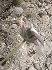 Convolvulus lanuginosus