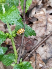 Halyzia sedecimguttata