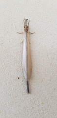 Creoleon