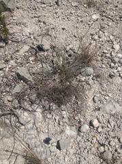 Convolvulus lanuginosus
