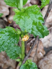 Halyzia sedecimguttata