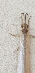 Creoleon