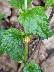 Halyzia sedecimguttata