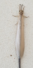 Creoleon