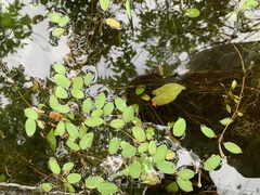 Potamogeton diversifolius