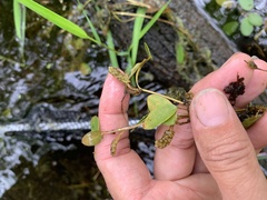 Potamogeton diversifolius