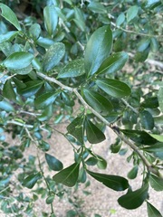 Suregada africana