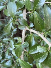Suregada africana