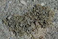 Ranunculus crithmifolius