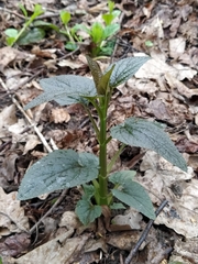 Scrophularia nodosa