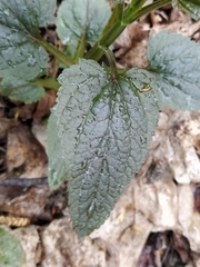 Scrophularia nodosa