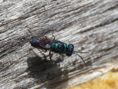 Chrysis insperata