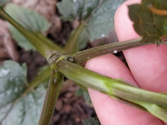 Scrophularia nodosa
