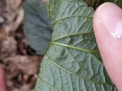 Scrophularia nodosa