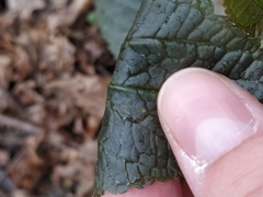 Scrophularia nodosa