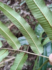 Menisciopsis penangiana