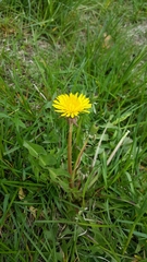 Taraxacum officinale