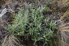 Celmisia angustifolia